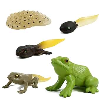 オタマジャクシ標本 4体セット　カエル　おたまじゃくし　変態　標本　レジン オタマジャクシ標本 4体セット カエル おたまじゃくし 変態 標本
